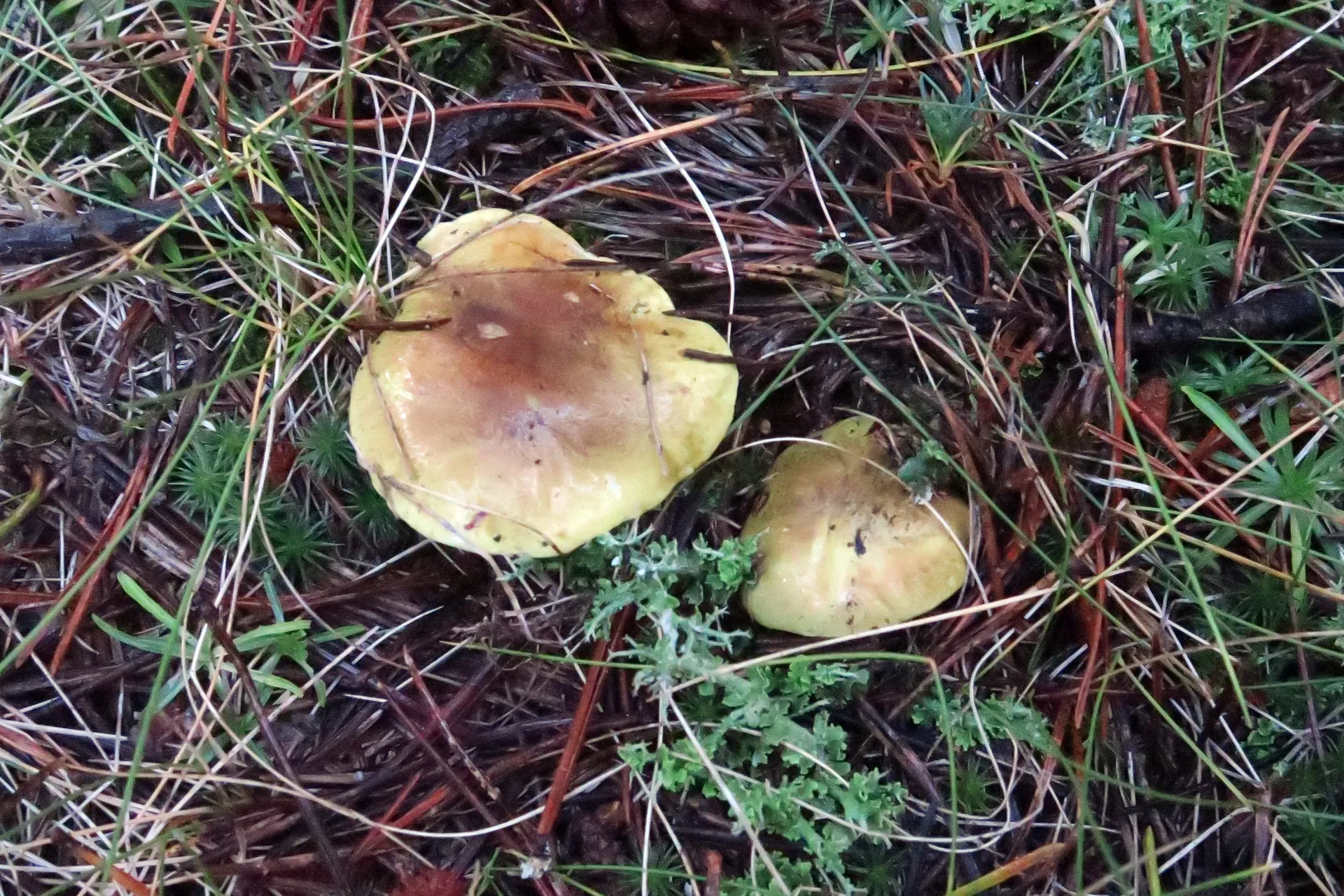 Tricholoma equestre - 1